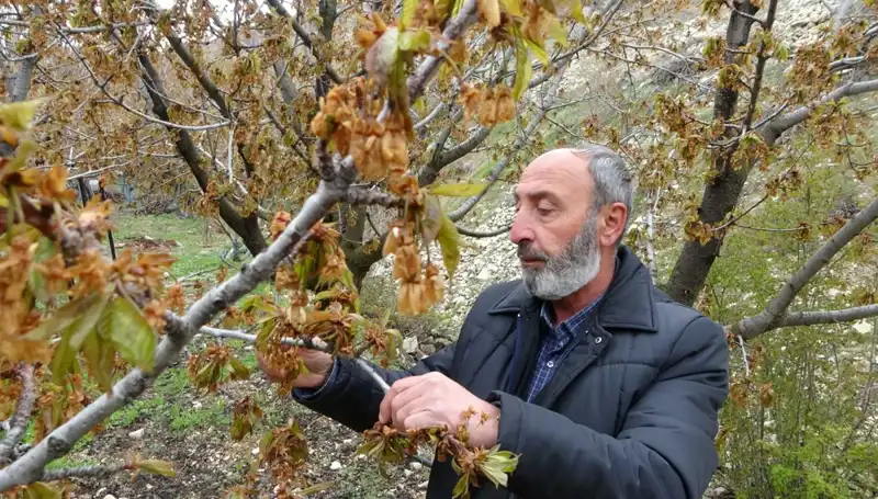 Zirai Don Felaketi: Albastı Kirazı Üreticileri Ciddi Kayıplar Yaşıyor