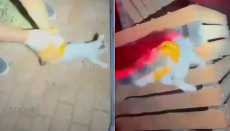 Gece Yarısı İtfaiye Ekipleri, Kayıp Kediyi Kurtarmak İçin Seferber Oldu