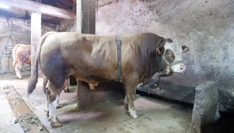 1 Ton 200 Kilo Özel Ürün Alıcısını Buldu, Fiyatı Şaşırttı!