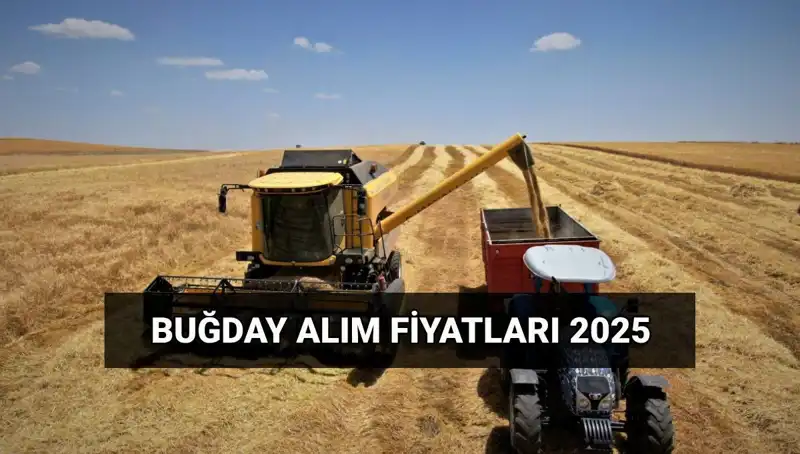 Hububat Alım Ücretleri Yatıyor! TMO 2025 Buğday Fiyatlarını Açıkladı