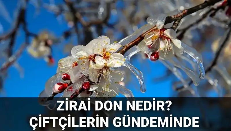 Zirai Don Nedir? Çiftçilerin Zararı Karşılanacak mı? İşte Etkilenilen İller!