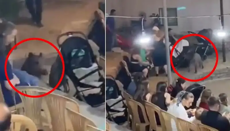 Düğün Yemeğini Bastıran Yaban Domuzu Olayı Panik Yarattı