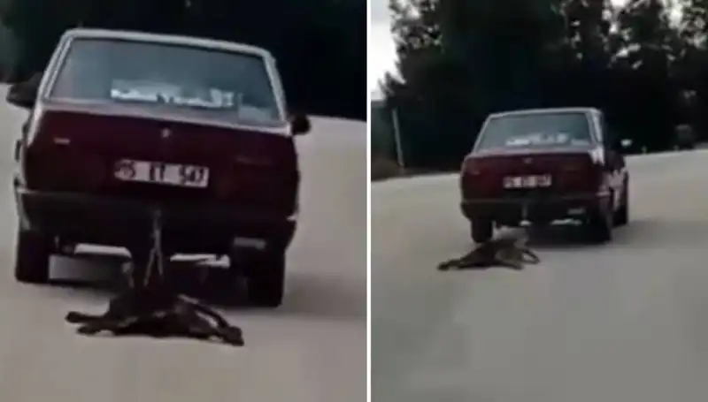 Otomobilin Arkasına Bağlanan Köpek: Sürükleme Anı Şok Etti