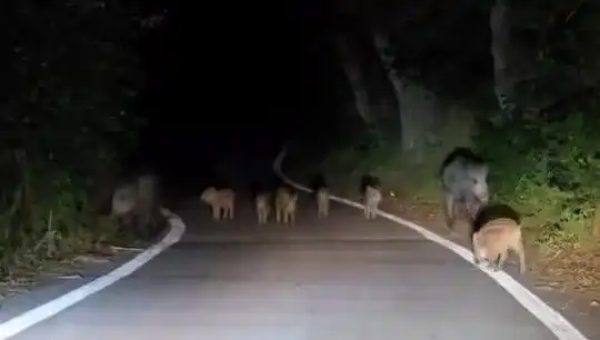 Elazığ’da Domuz Sürüsü Yola İndi, Sürücüler Şaşkın!