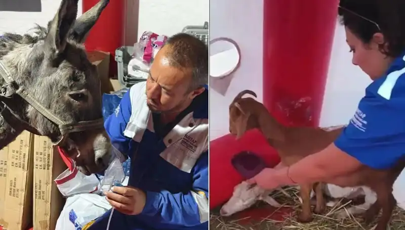 Yangından Kurtulan Eşeklere Oksijen Maskeli Tedavi Uygulandı