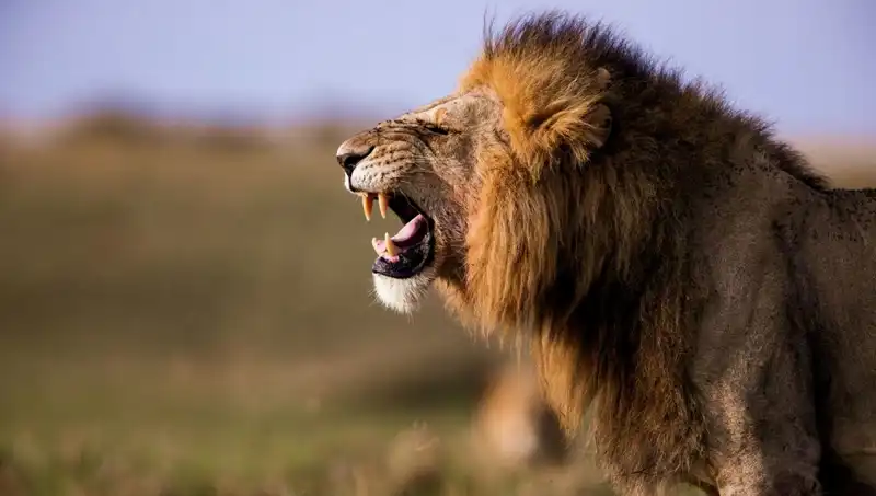 14 Yaşındaki Kızın Aslan Saldırısında Hayatını Kaybetmesi Gözleri Dikkat Çekti