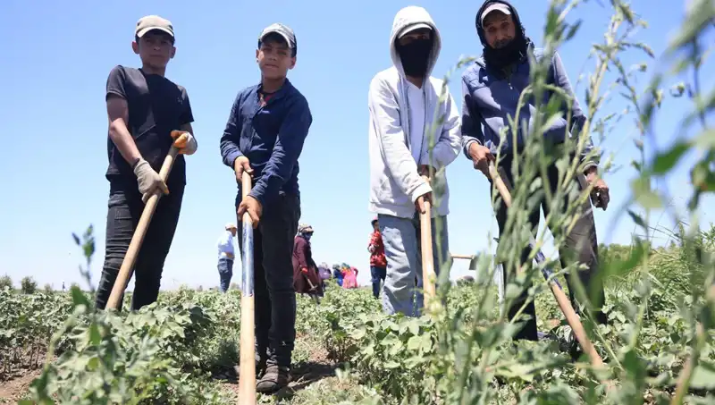 Sıcak Hava ve Zorlu Mesai: 650 TL Yevmiye ile Çalışanların Mücadelesi