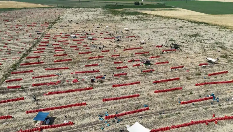 Tarlada Domates Fiyatları Düşerken, İşçiler 40 Derecede Zorlu Mücadele Veriyor