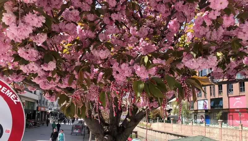 Süs Erik Ağacına Martenitsa Bağlandı: Geleneksel Kutlama ve Anlamı