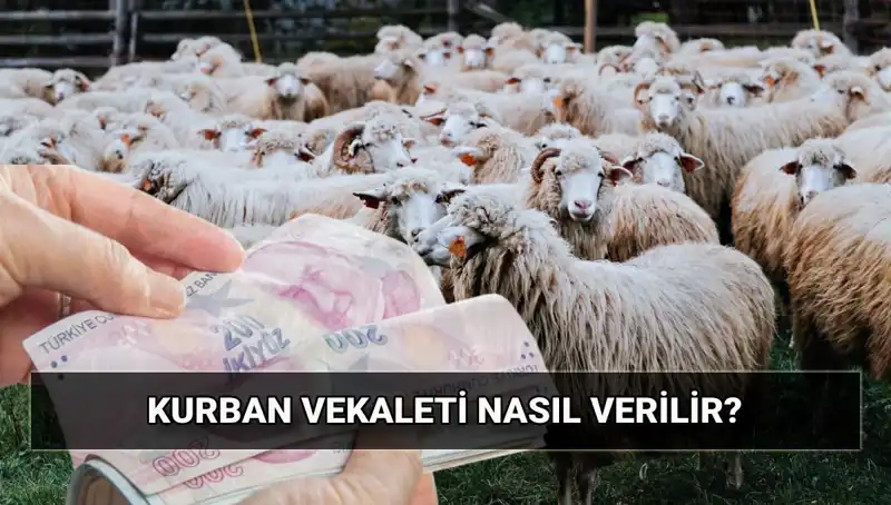 Vekaletle Kurban Kesimi: 2025'te Diyanet Tarifeleri ve Uygulama Rehberi
