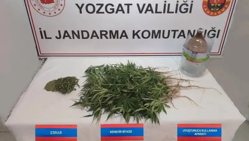 Yozgat'ta 40 Kök Kenevir Ele Geçirildi: Suçla Mücadele Sürüyor