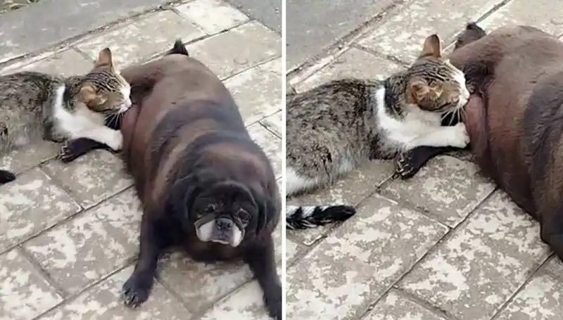 Erzurum sokaklarında nadir görüntü: Köpek, kediyi emzirerek dostluk örneği sergiledi!