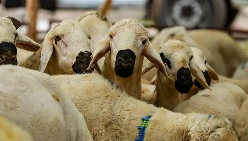 Kurban Bayramı 2025: Kesim Farz mı, Dinin Gereklilikleri Neler?