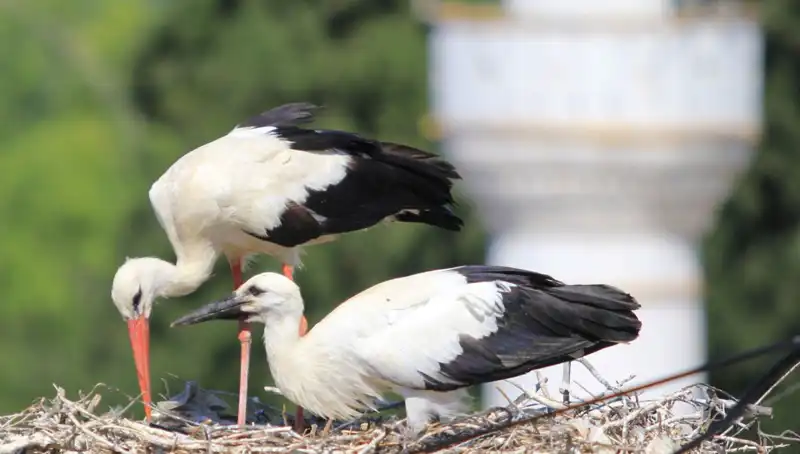 Leylek Köyü, Yaren Leyleği'ni Geride Bırakacak: 8 Kat Fazla Yuva!