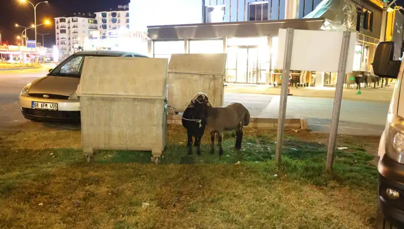 Mor Karaman Koyunları Yol Kenarında Sahipsiz Bırakıldı: Üzücü Bir Manzara