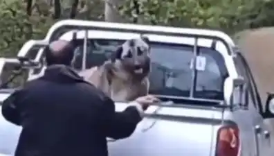 Trabzon'da Bir İnsanlık Sınavı: Köpeği Halatla Döven Şahıs Gözaltında