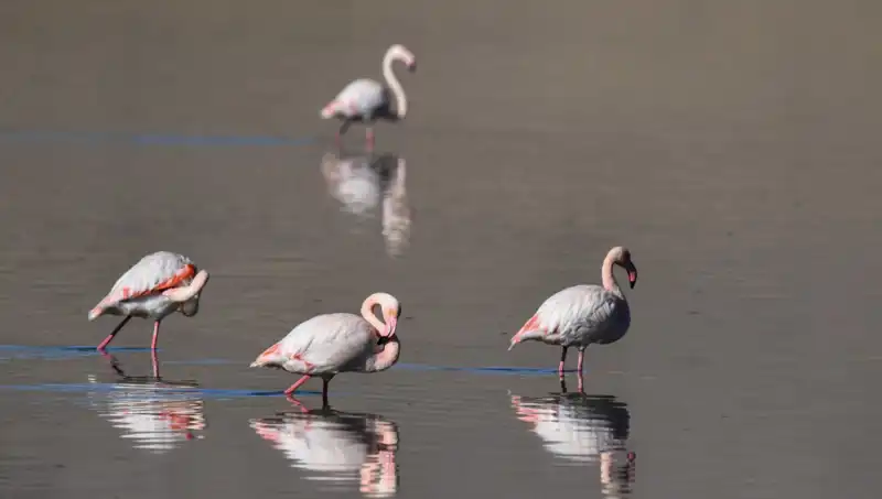 Kuş Cenneti Kuraklıkla Sınanıyor: Flamingo Sayısı Tehlikede!