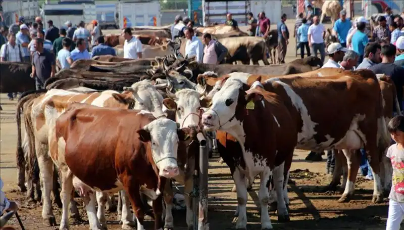 2025 Kurbanlık Fiyatları Açıklandı: İstanbul, Ankara, İzmir'de Son Durum