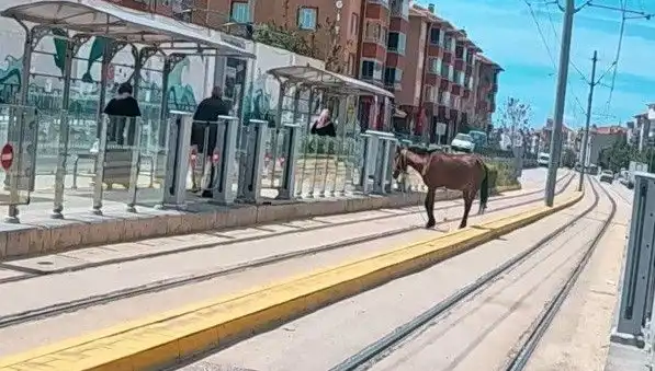 Eskişehir Tramvay Raylarında Baş Başıboş At İfadesi Şaşkınlık Yarattı