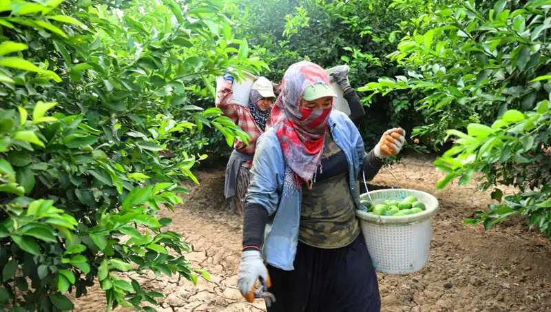 Marketlerdeki Patates Krizine Son: Yeni Hasat Fiyatları Düşürecek Mi?