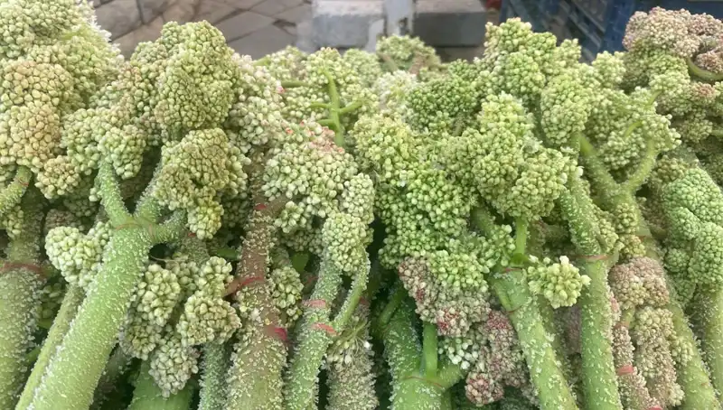 Dağların Doğal Şifası: Şekerin Kalbe ve Sarılığa Faydaları