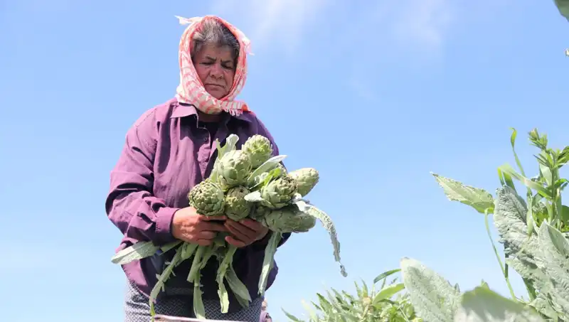 Tarladan Sofralara: Fiyatı ile Dikkat Çeken Ürün Tezgahta!