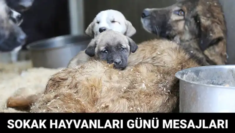 Dünya Sokak Hayvanları Günü: Kutlama ve Farkındalık İçin Bir Gün
