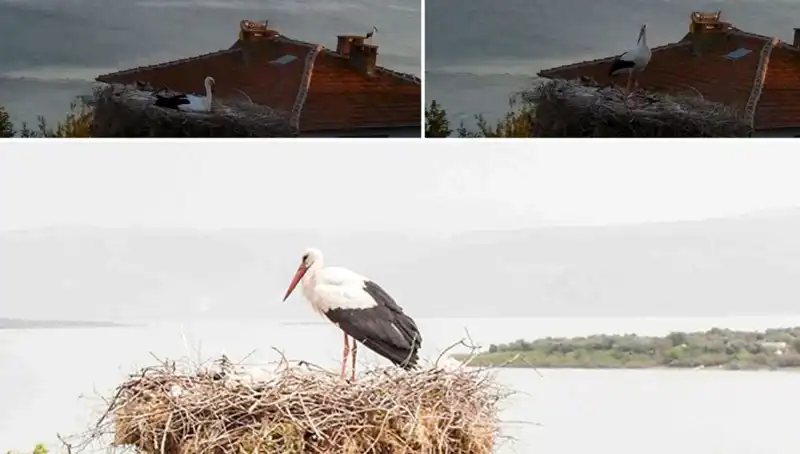 Yaren Leylek Depremi Önceden Hissetti: Doğanın Gizemli Dili
