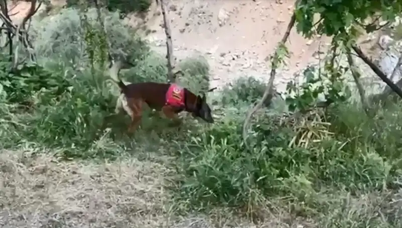 Dere Kenarındaki Gizli Esrarı Dedektör Köpek Ortaya Çıkardı