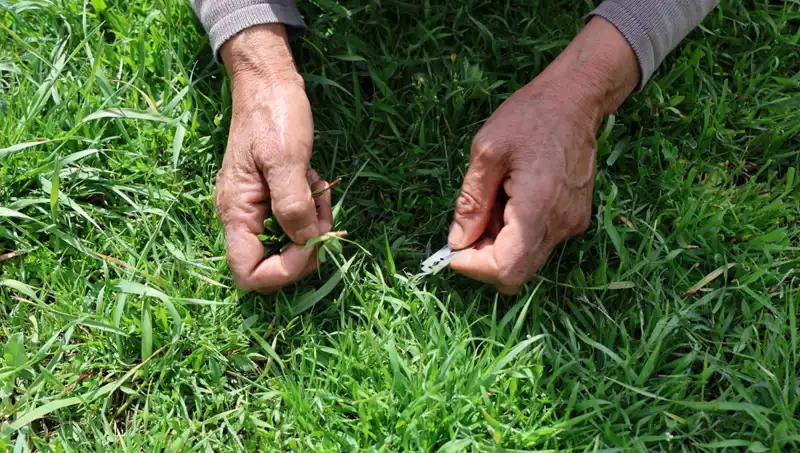 Doğanın Şifa Kaynağı: Elle Toplanan Bitkinin Sağlığa Faydaları
