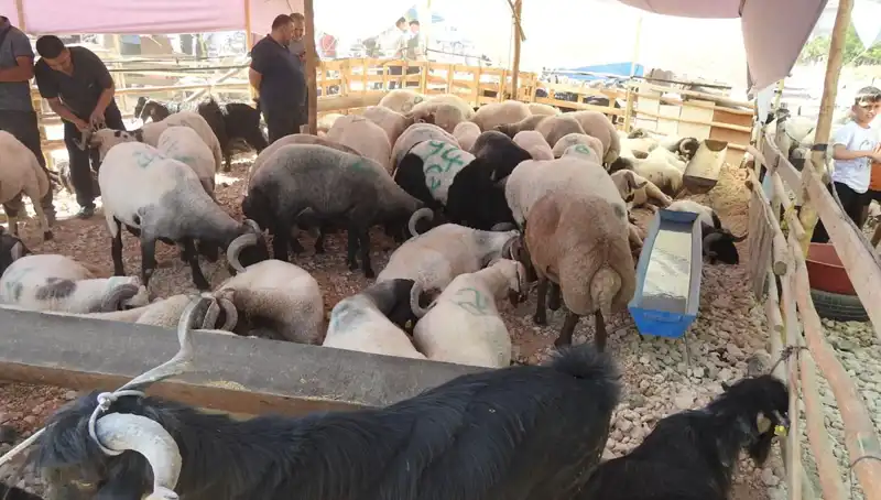 Kurban Bayramı'nda Hayvan Pazarı Hareketliliği Zirveye Ulaştı