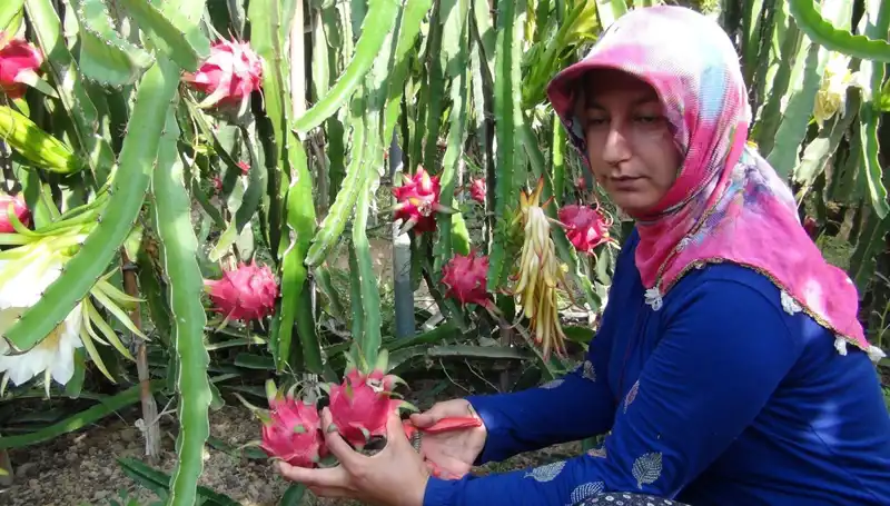 Emekli Oldu, Pitaya Üretiminin Yeni Yüzü Oldu: 200 TL'ye Satılıyor!