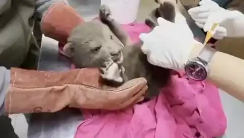 Karabük'te Yavru Bozayı Kurtarıldı: Doğa Severler İçin Umut Verici Bir Gelişme