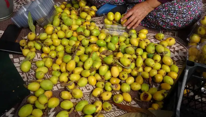 Muşmula Hasadı Başladı: Fiyatlar Zirpada, Kilosu 150 TL!