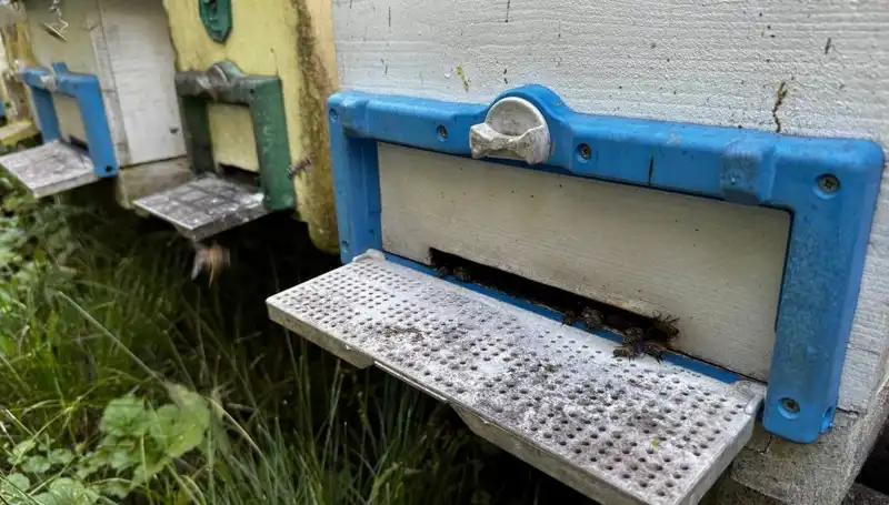 Dedesinin Nasihatleriyle Tarıma Adım Attı, 1 Ton Üretim Hedefliyor