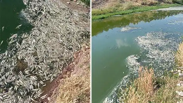 Karasu Çayı'ndaki Balık Ölümlerinin Sebepleri Araştırılıyor