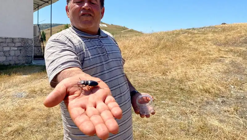 Sivas'ta Görülen Eşsiz Böcek İçin 557 Bin TL Ceza!