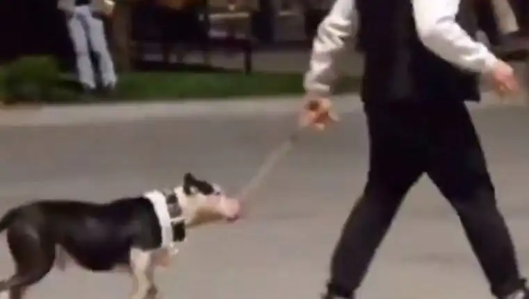 Ağızlıksız Pitbull Harabeye Dönen Sokaklar: Sahibi Para Cezası ile Yüz Yüze!