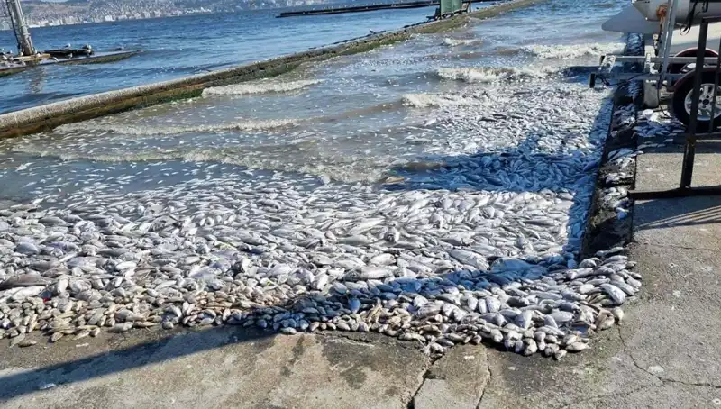 İzmir Körfezi'nde Temizlik Çalışmaları Başladı, Gelecek İçin Umut Verici Gelişmeler