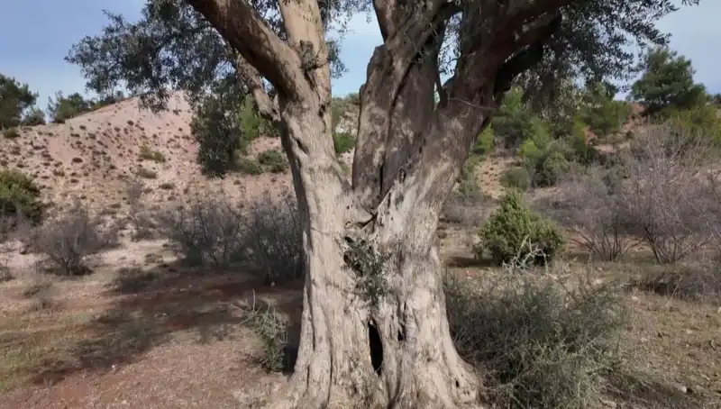800 Yıllık Zeytin Ağacı: Tarihin Tanığı Koruma Altında!