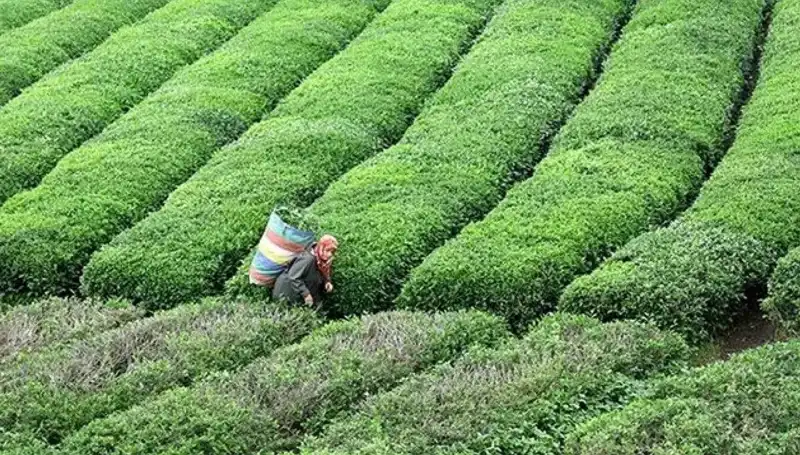 Bayramda ÇAYKUR'dan Müjde: Yaş Çay Alımları Kesintisiz Devam Ediyor!
