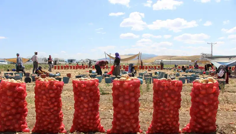 Amasya Elması Avrupa ve Rusya Pazarlarında: "Elma Kadar Tatlı" Başarı Hikayesi