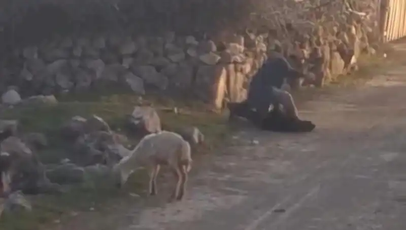 Koyuna Zulmeden Şahıs Gözaltına Alındı: Hayvan Hakları için Yeni Bir Dönem Mi Başlıyor?
