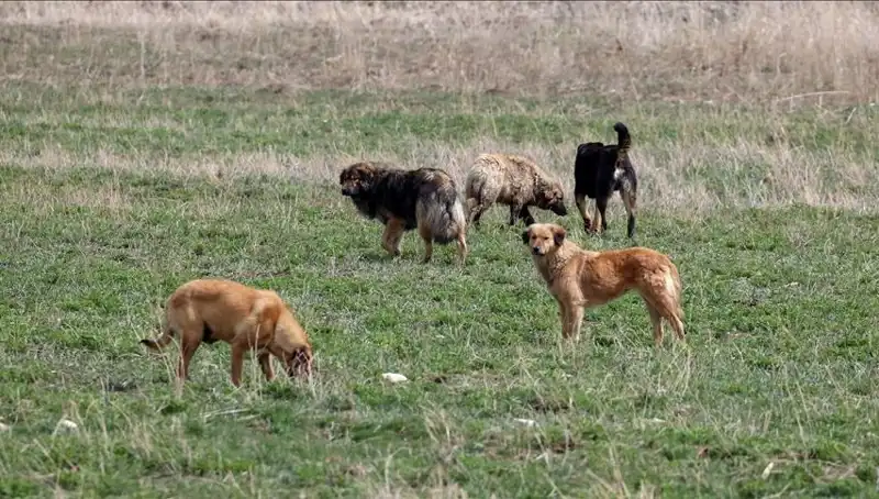 Ankara’da Sahipsiz Köpekler İçin Zorunlu Barınak Uygulaması Başladı