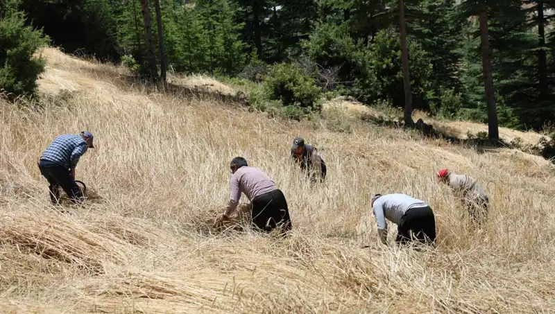 Teknolojinin Göremediği Tarla: Ellik ve Orakla Hasat Dönemi
