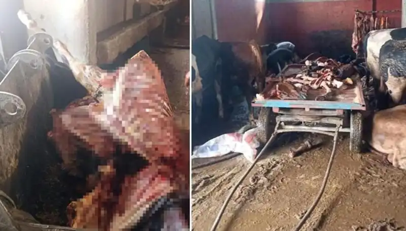 Adana'da Şok! 2,5 Ton At Eti Ele Geçirildi, 4 At Kurtarıldı