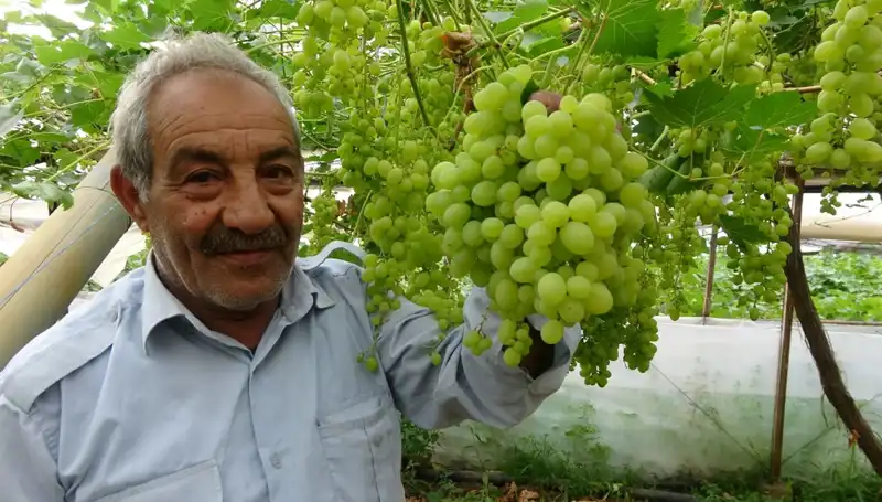 Zirai Don Olayı Meyve Fiyatlarını Çökertebilir mi? İlk Ürünler 250 TL’den Satışta!
