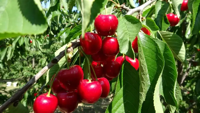 Çay Bardağını Aşan Lezzet: Yeni Hasat Dönemi Başladı!