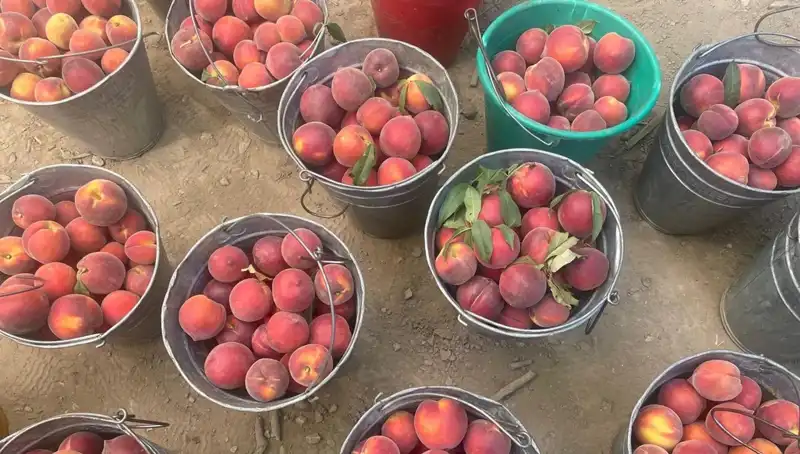 Hasat Sezonu Coşku İçerisinde Başladı: Çiftçiler Fiyatlardan Memnun!