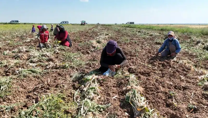 Rusya, Almanya ve İspanya'nın Antibiyotiği: Hasat Dönemi Heyecanı